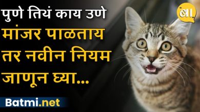Do Punekars keep cats at home? Then know the new rules of the Municipal Corporation