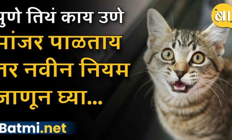 Do Punekars keep cats at home? Then know the new rules of the Municipal Corporation