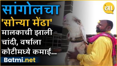 'Sonya' ram is earning crores of rupees a year, know why this ram is so popular?